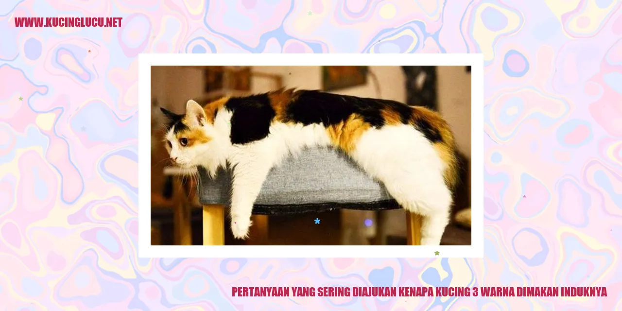 Gambar Kucing Calico