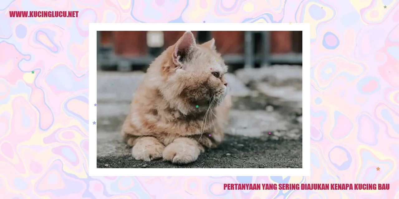 gambar kucing bau