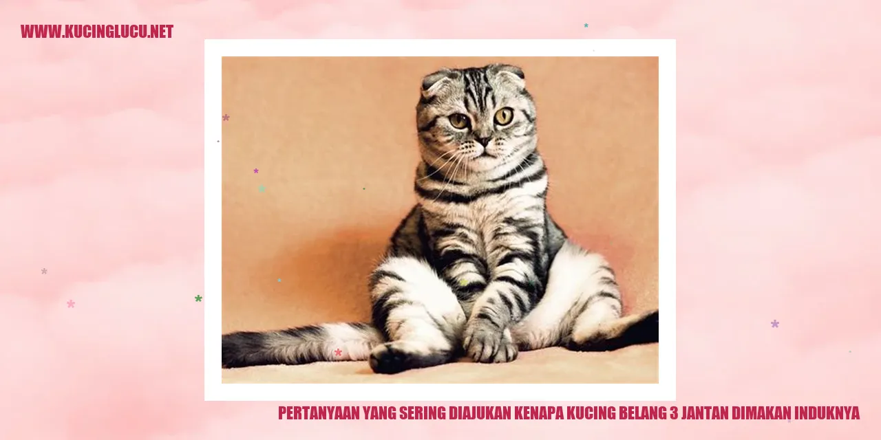 Kucing Belang 3 Jantan