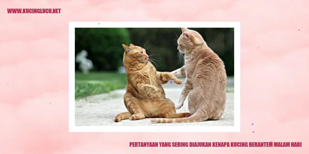 Gambar kucing yang sedang berkelahi