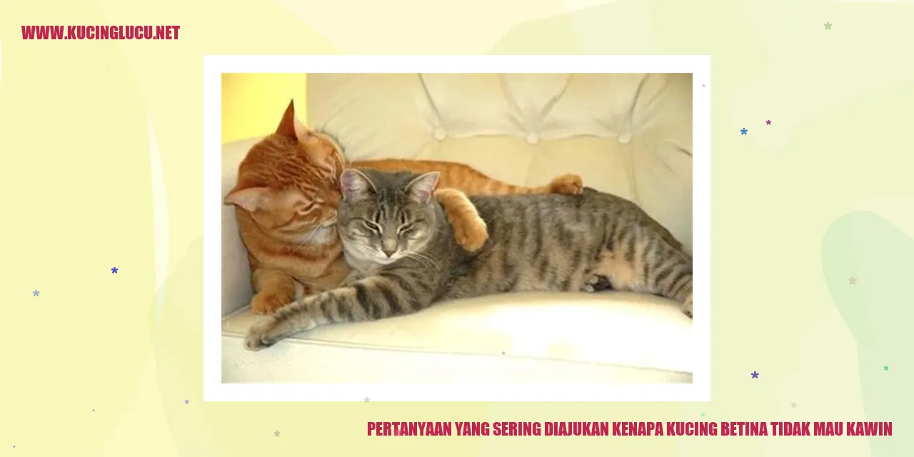 Pertanyaan yang Sering Diajukan kenapa kucing betina tidak mau kawin