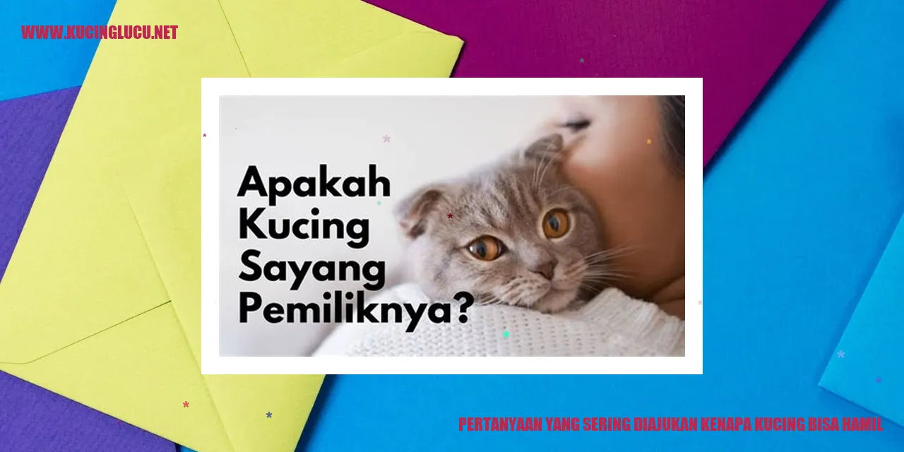 Kucing Hamil