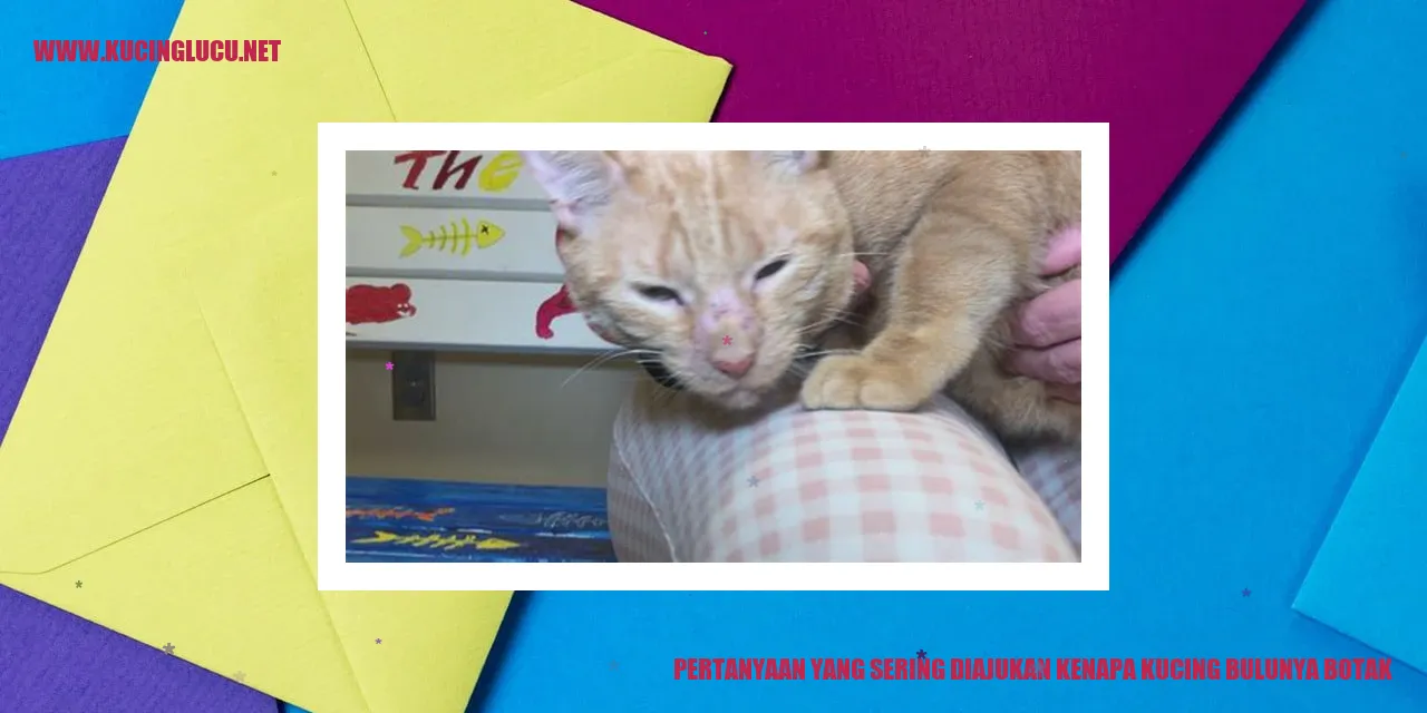 kucing dengan bulu botak