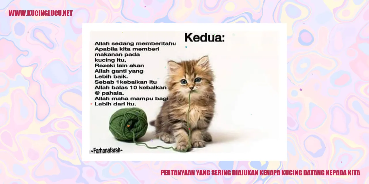 Kucing yang datang kepada kita