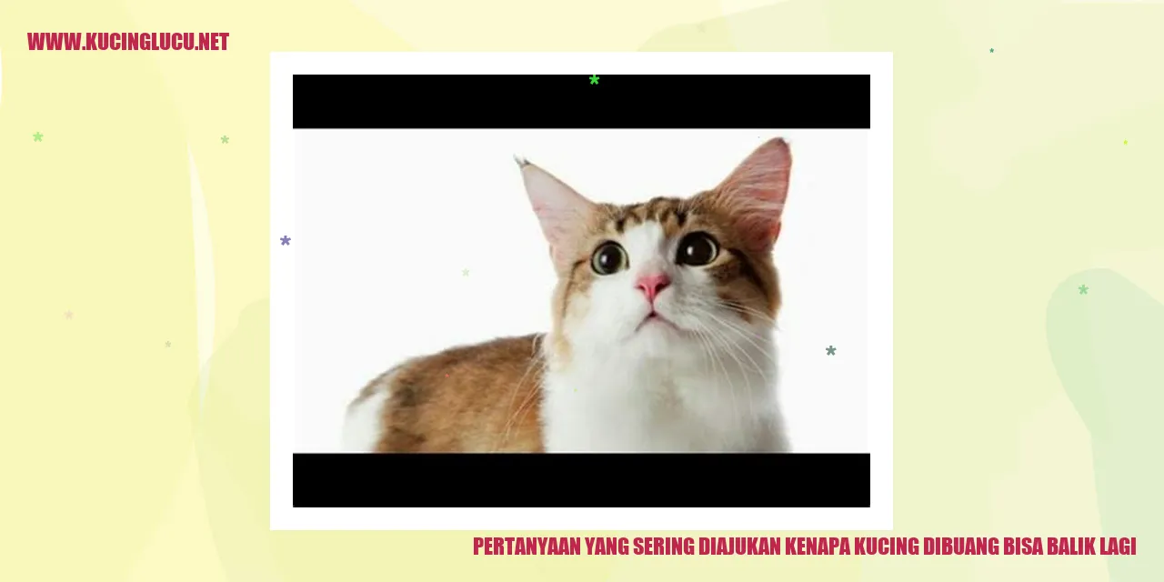 Kucing Mencari Jalan Pulang