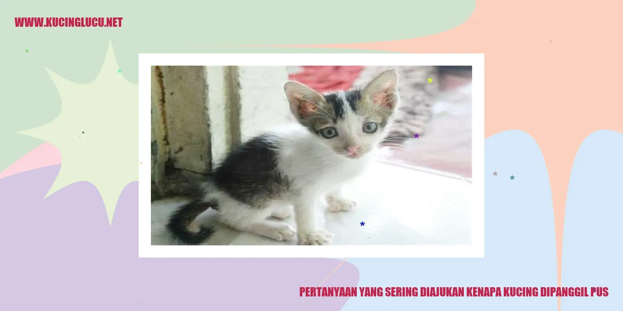 Gambar Kucing Pus