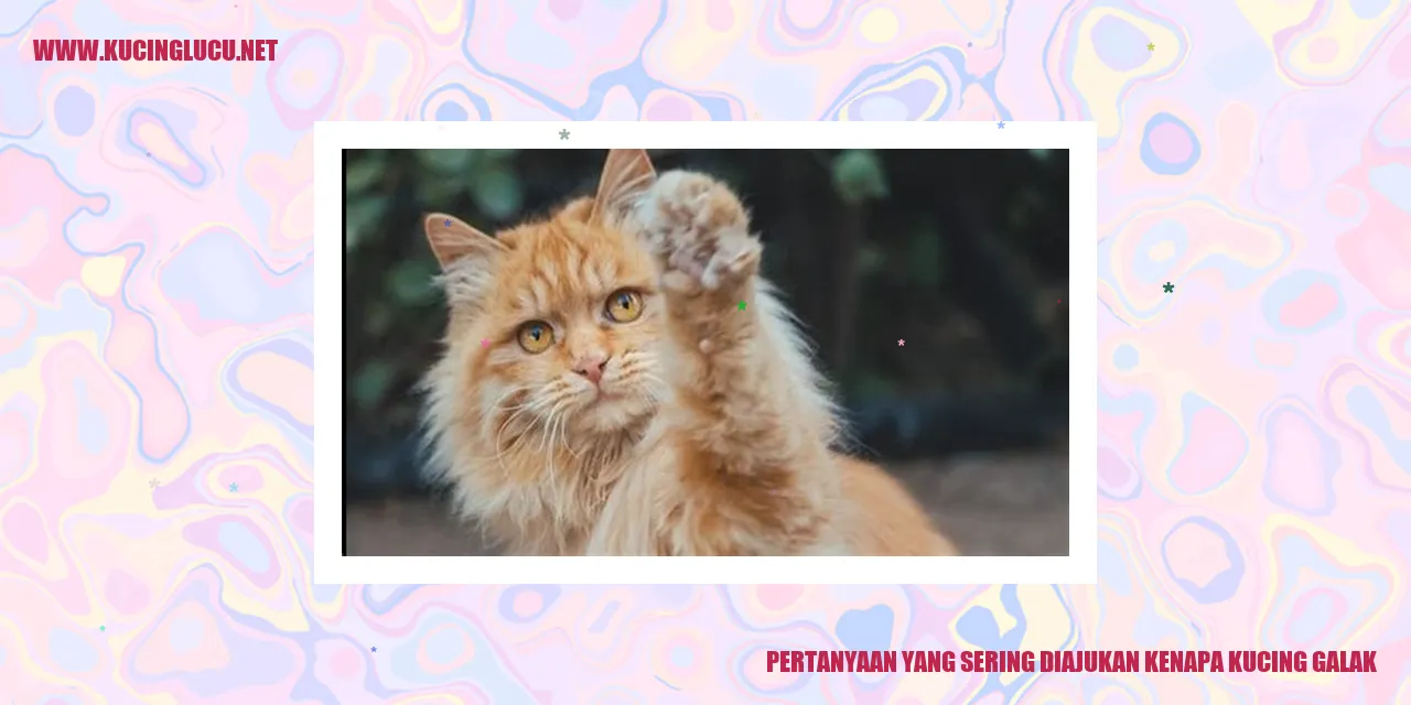 Pertanyaan yang Sering Diajukan kenapa kucing galak