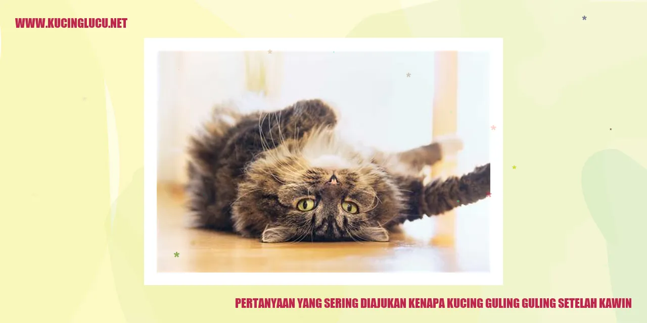 Kucing Berguling-Guling Setelah Kawin