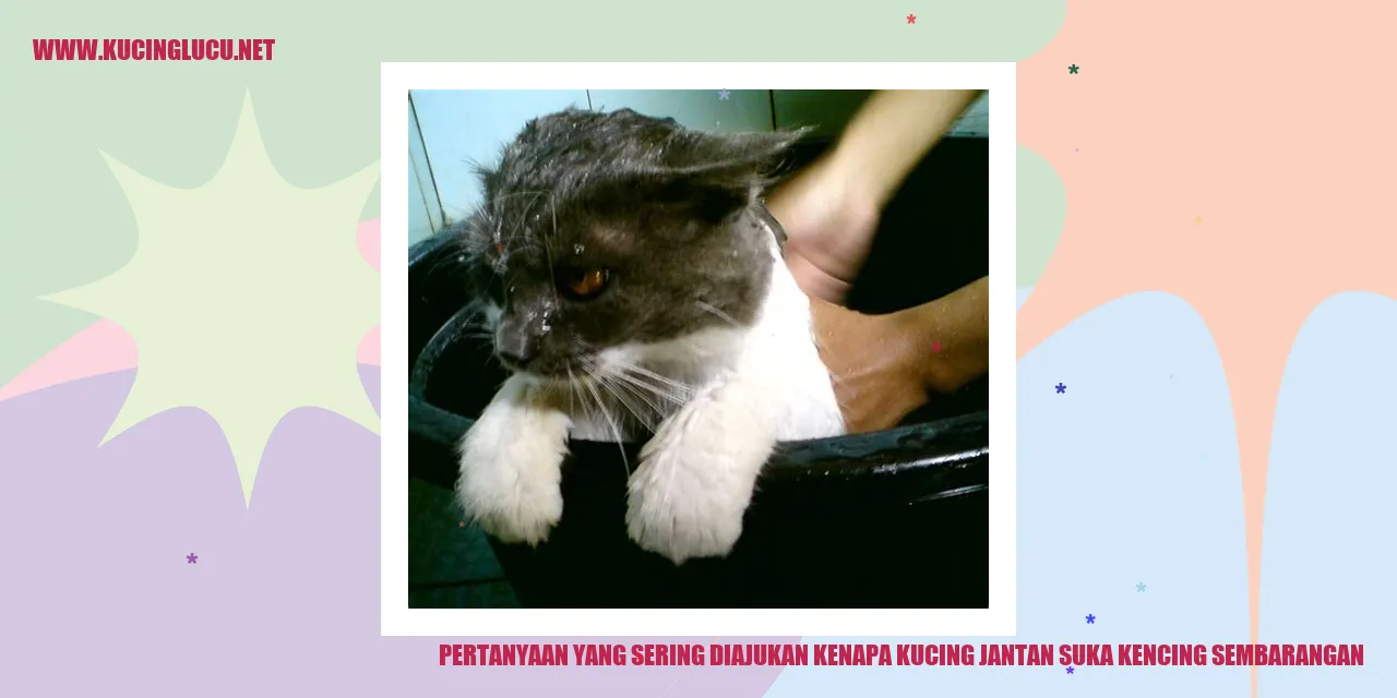Kucing Jantan