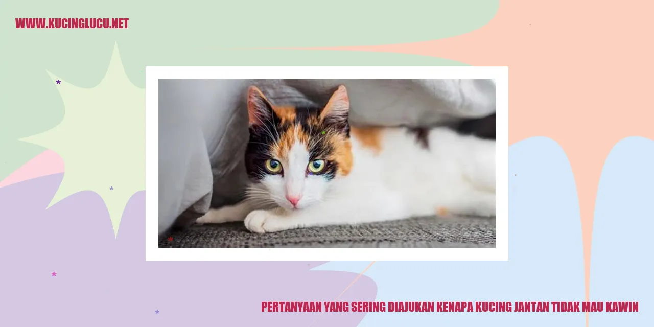 Kucing Jantan Tidak Mau Kawin
