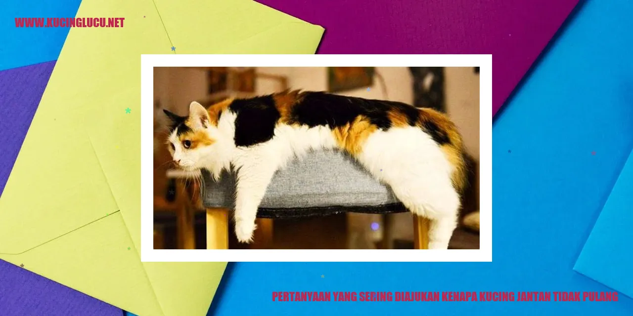 kucing jantan tidak pulang