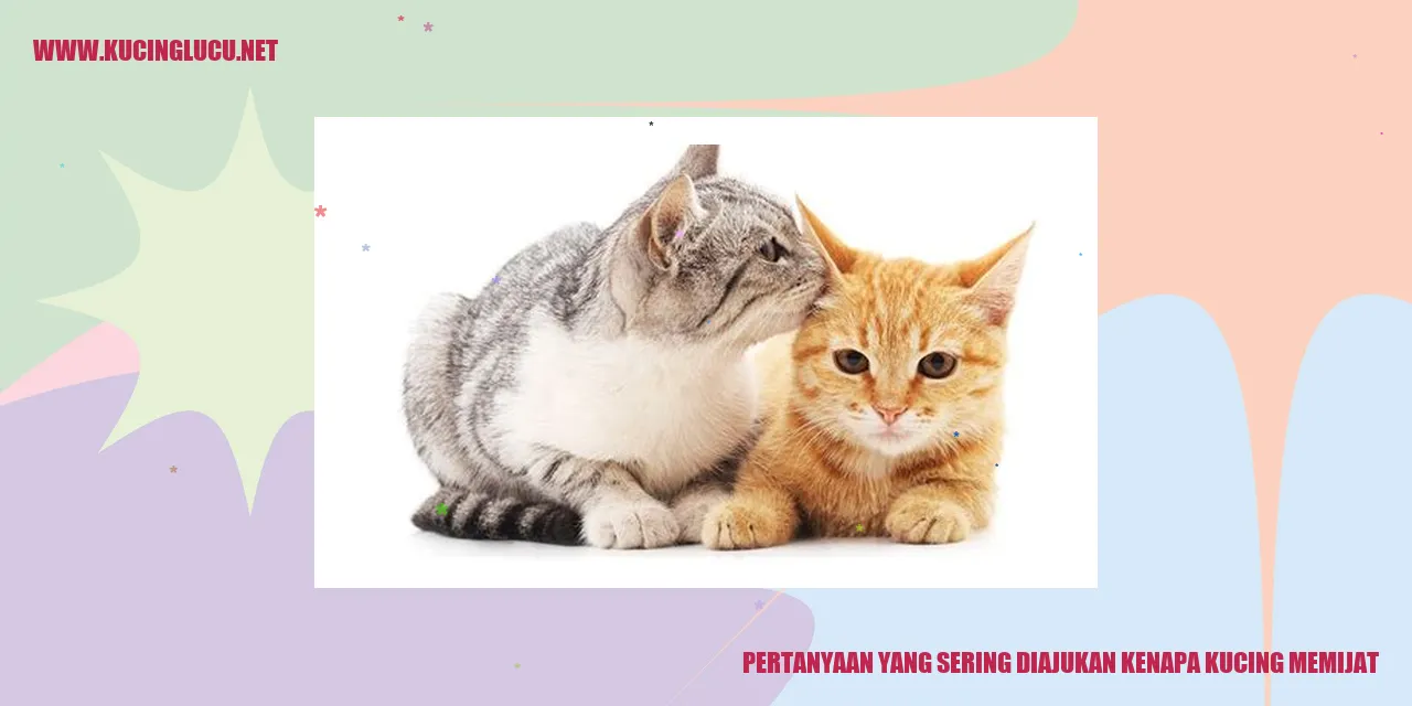 Gambar kucing memijat