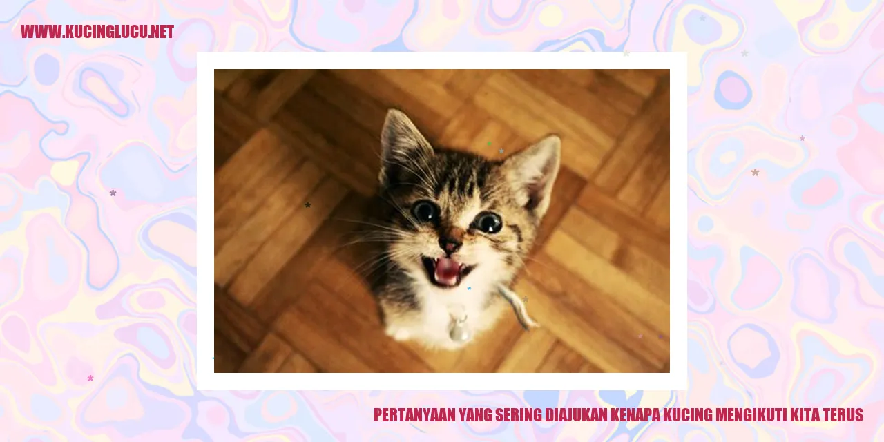Gambar Kucing yang Selalu Mengikuti Kita