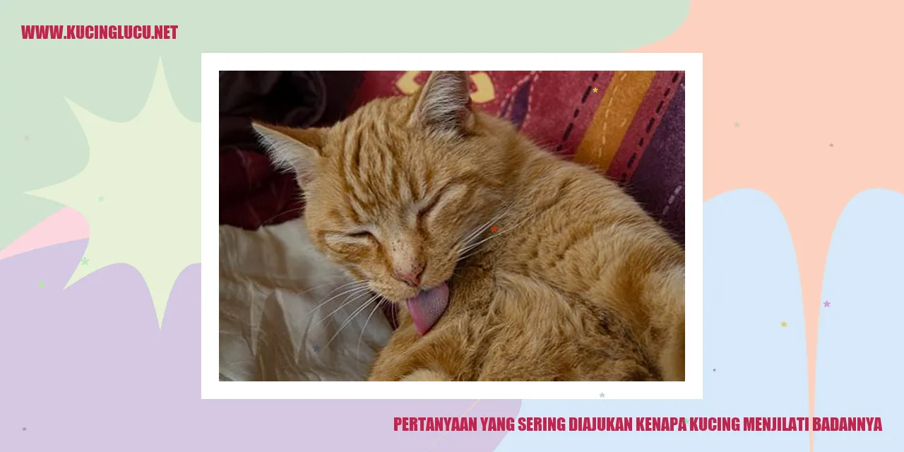 Gambar kucing menjilati badan