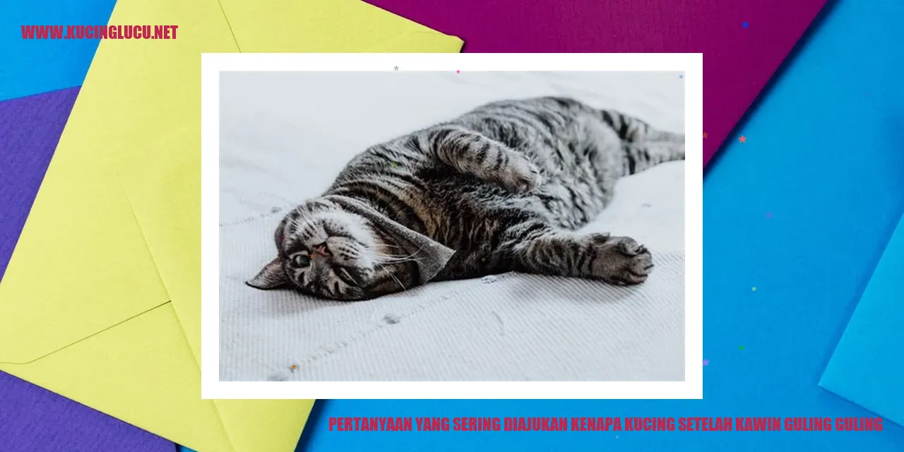 Kucing setelah kawin guling-guling
