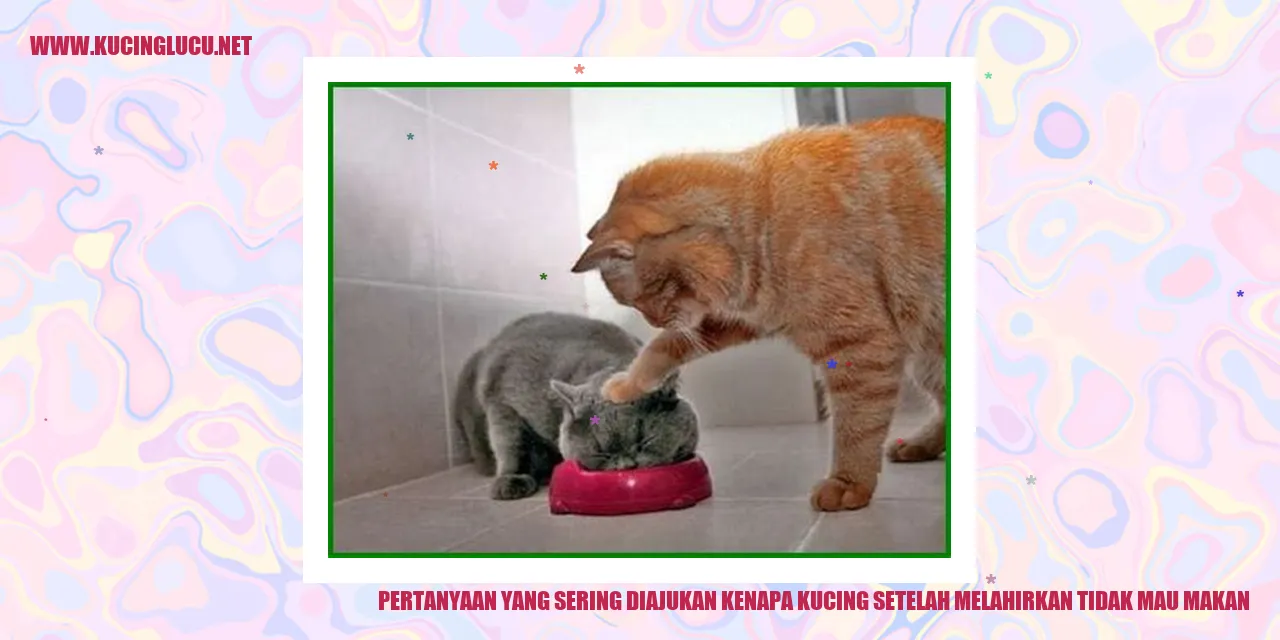 Mengapa Kucing Tidak Mau Makan Setelah Melahirkan?