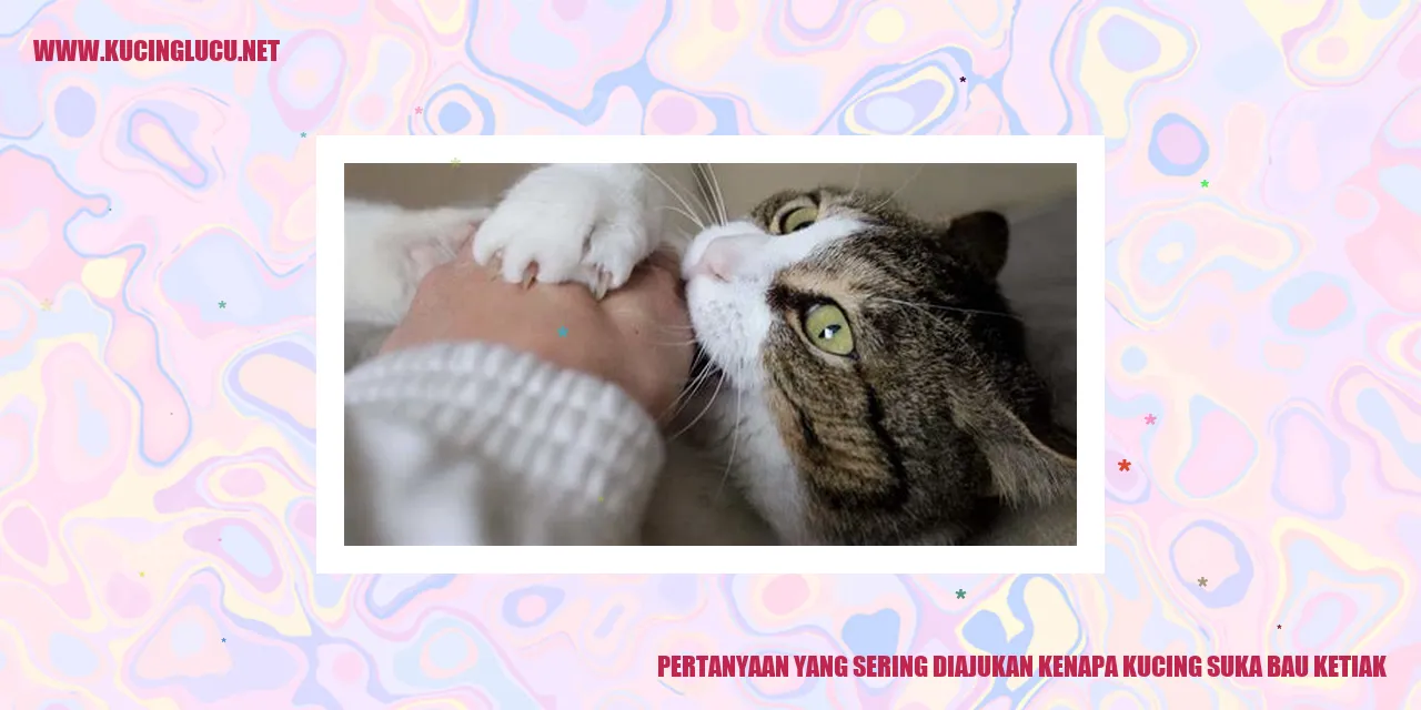 Gambar Kucing yang Mengendus Bau Ketiak