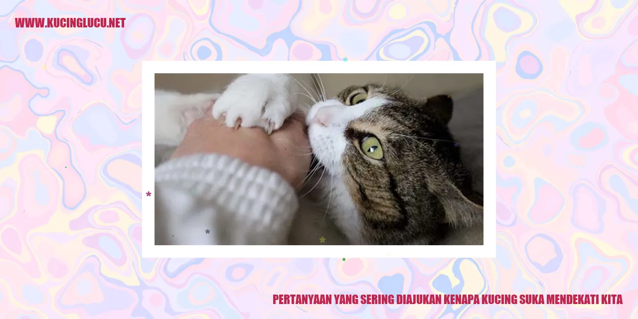 Gambar kucing yang menyenangkan