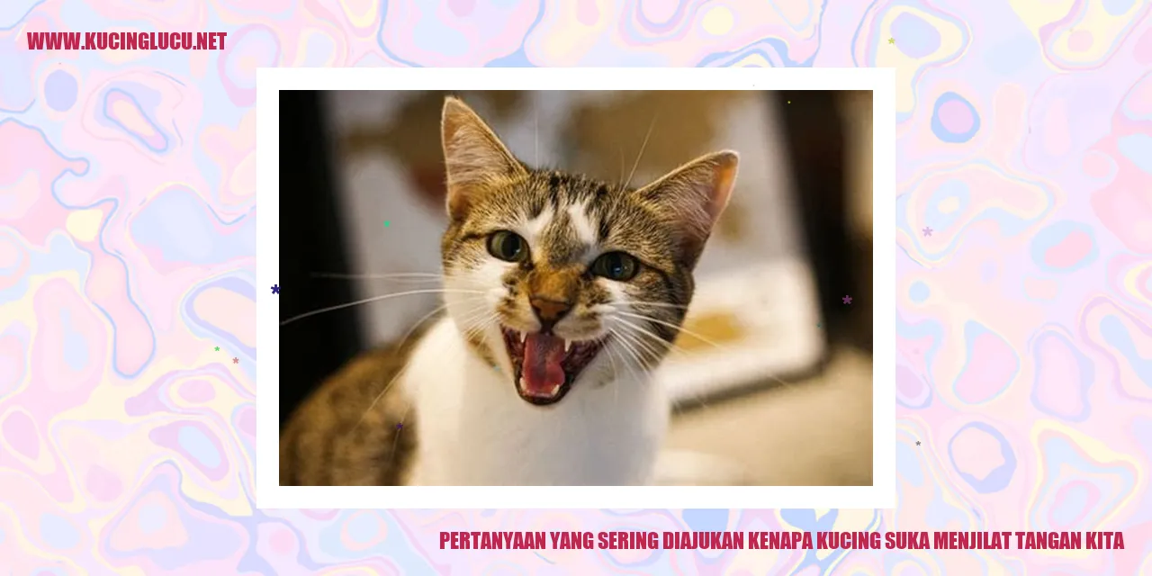 Gambar Kucing Mengelus Tangan