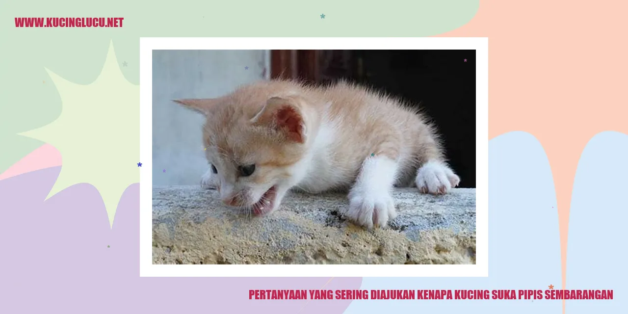 Kucing Pipis Sembarangan