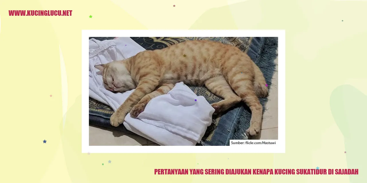 Kucing Tidur di Sajadah