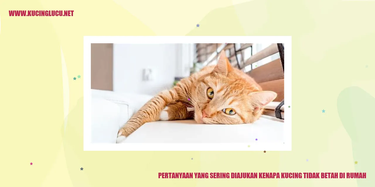 Pertanyaan yang Sering Diajukan kenapa kucing tidak betah di rumah