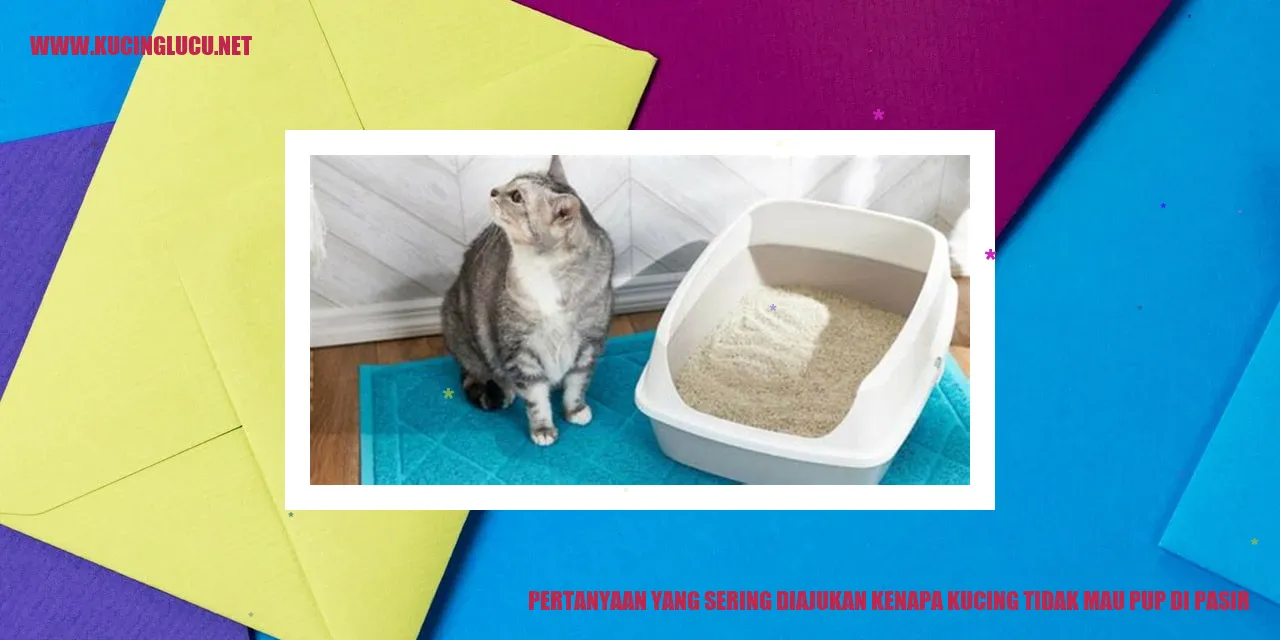 kucing pup di luar pasir