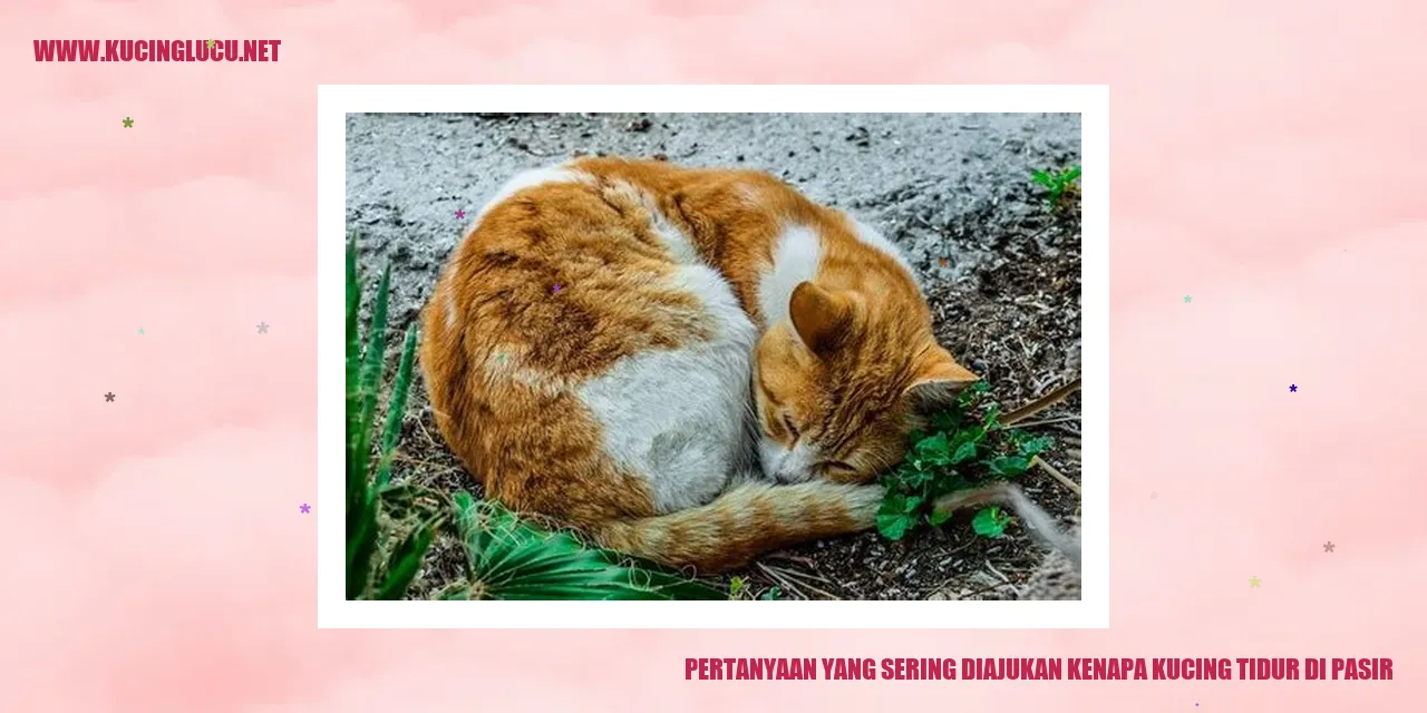 Kucing tidur di pasir