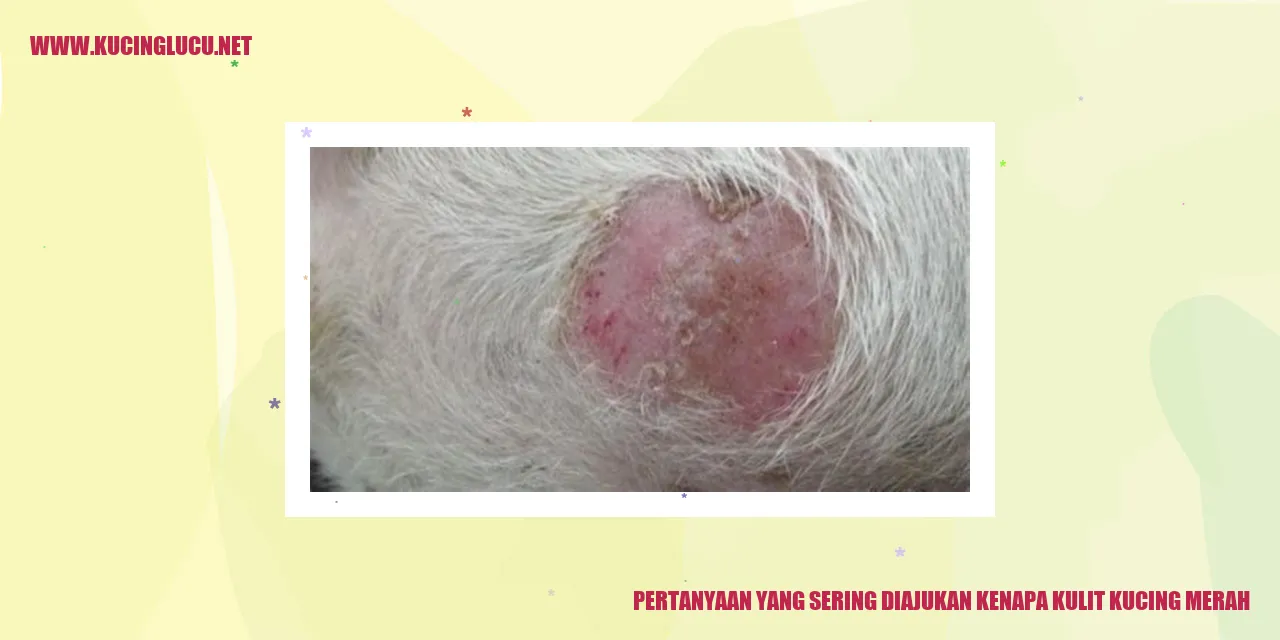 kucing merah