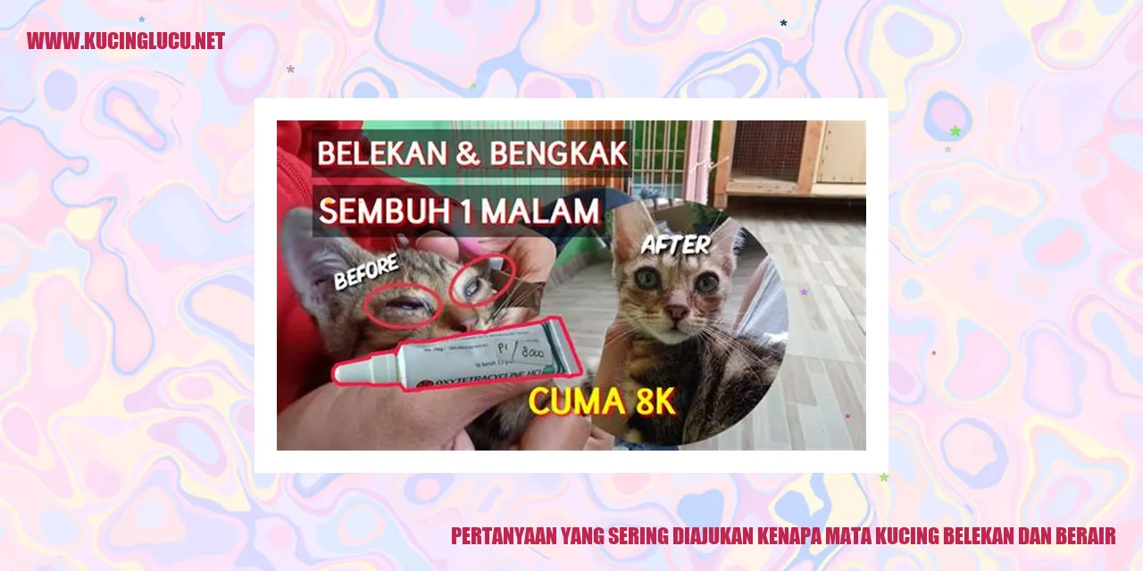 keluhan mata kucing yang belekan dan berair