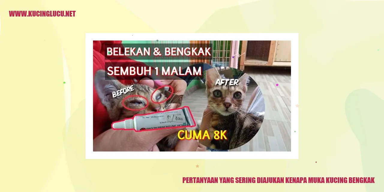 Gambar Kucing Bengkak