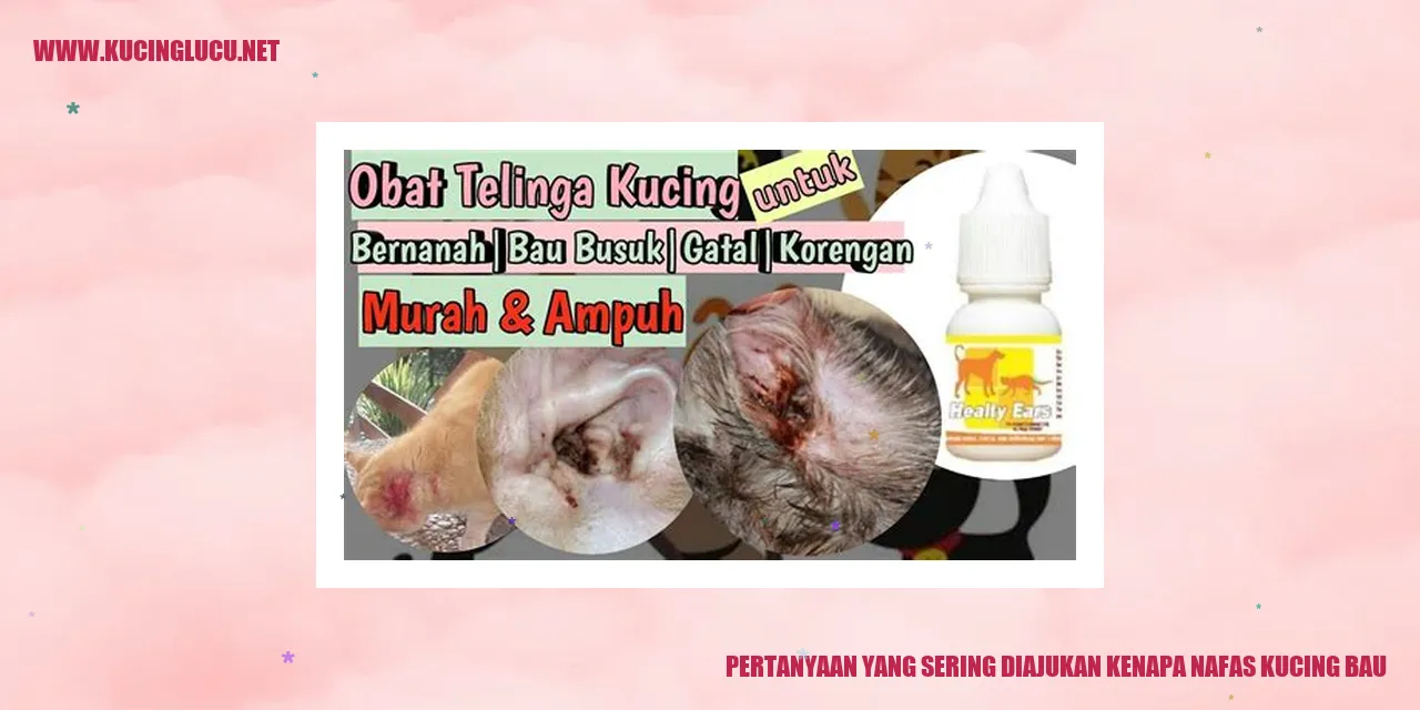 gambar kucing