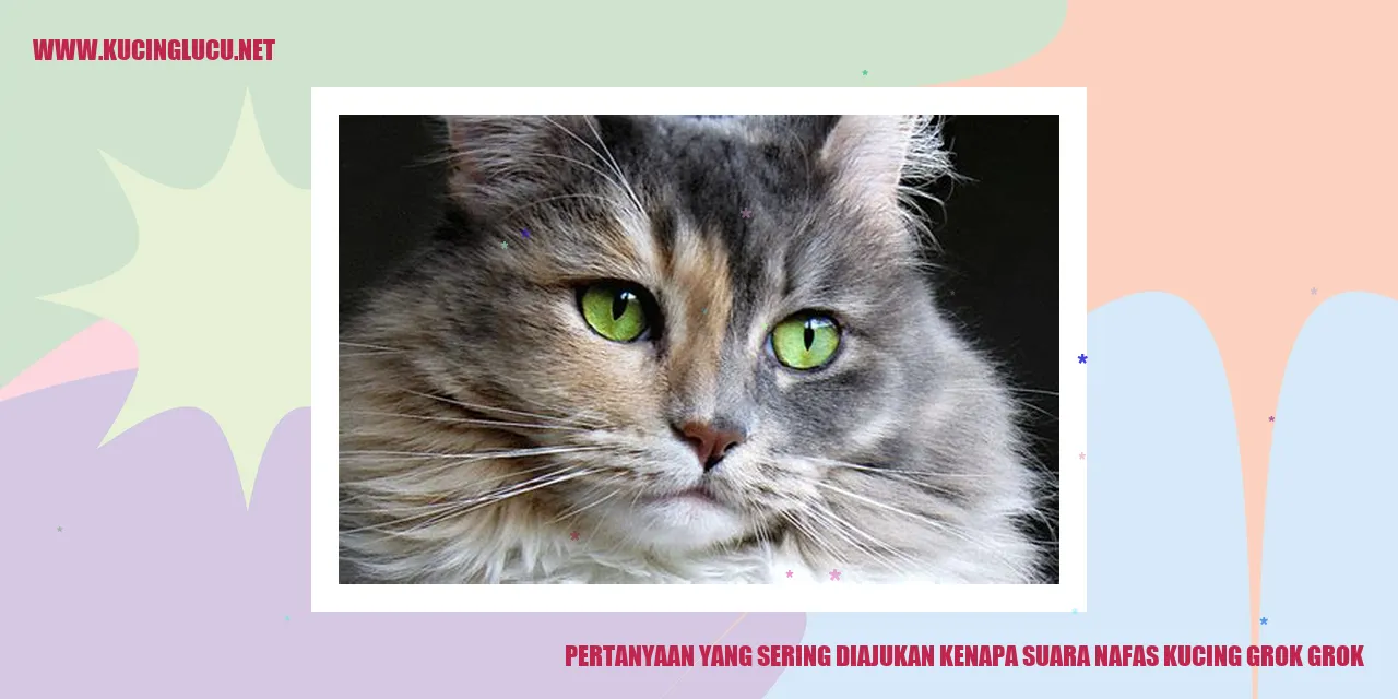 Kucing dengan suara nafas grok grok