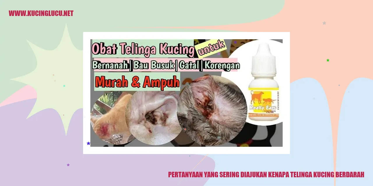 Gambar Telinga Kucing Berdarah