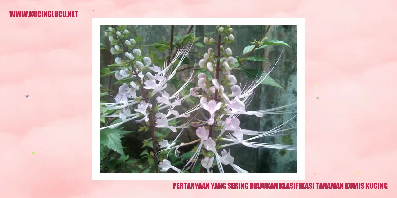 Pertanyaan yang Sering Diajukan klasifikasi tanaman kumis kucing
