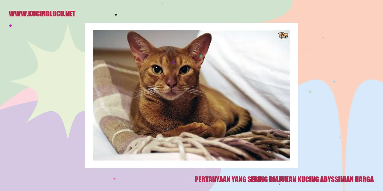 Pertanyaan yang Sering Diajukan kucing abyssinian harga