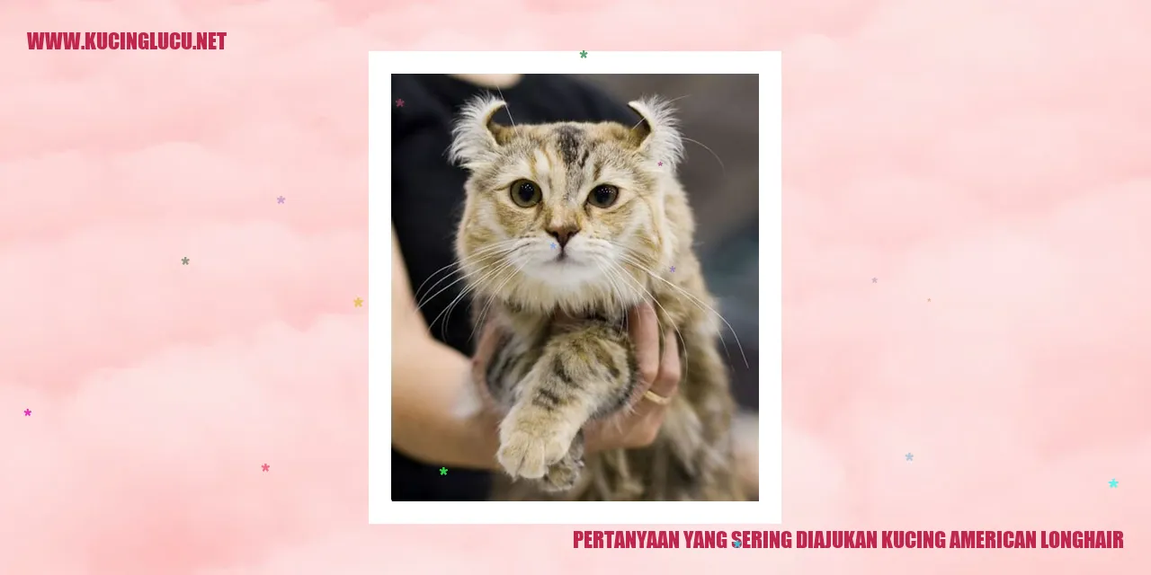 Kucing American Longhair
