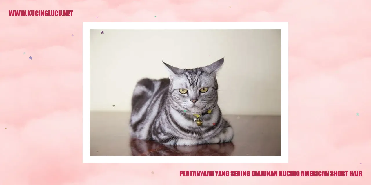 Gambar Kucing American Short Hair
