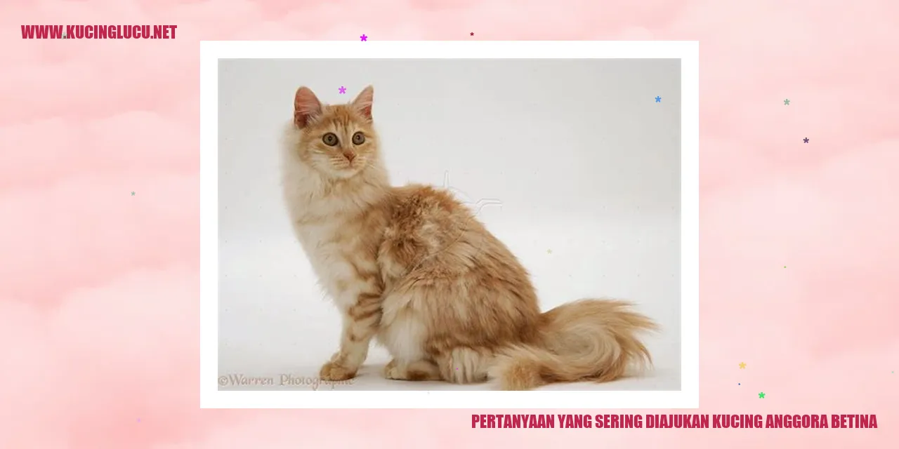 Gambar Kucing Anggora Betina