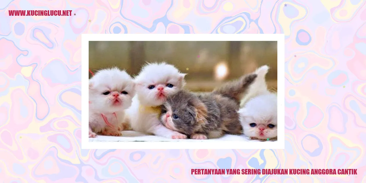 Kucing Anggora Cantik
