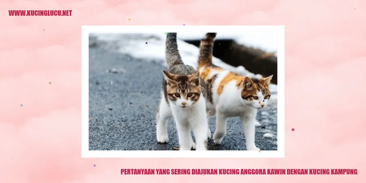 gambar kucing anggora dan kucing kampung