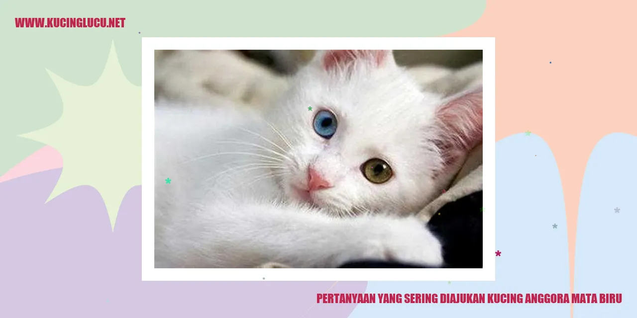Kucing Anggora Mata Biru yang Menawan