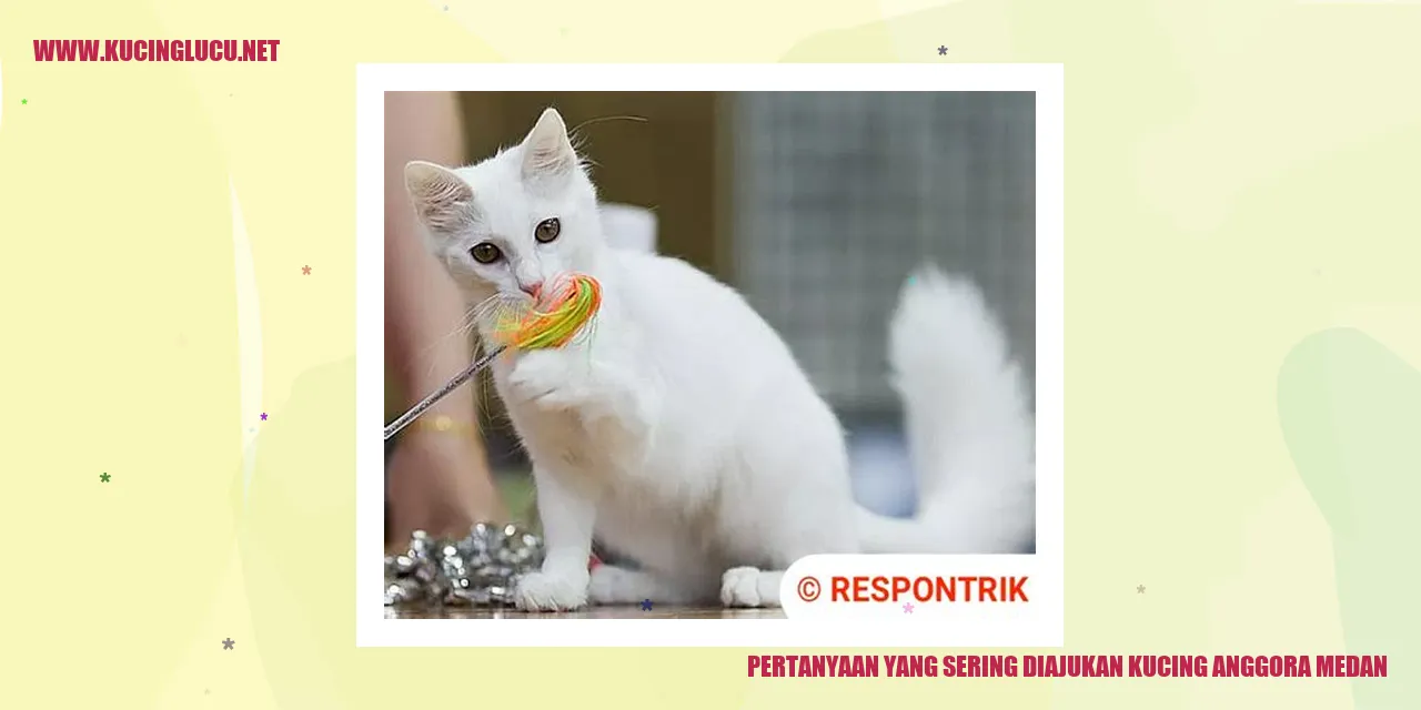 kucing anggora medan