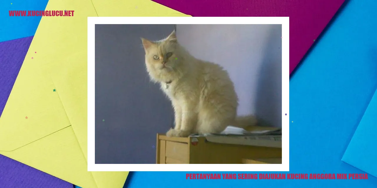 Kucing Anggora Mix Persia