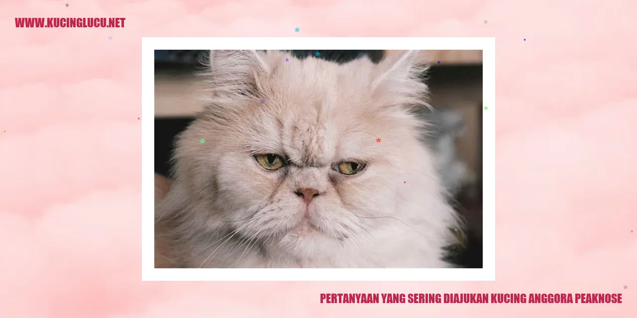 Kucing Angora Peaknose
