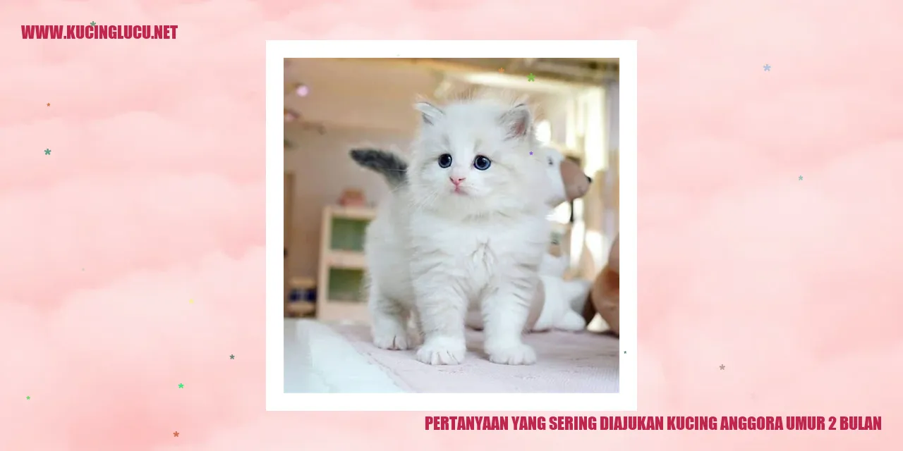 Gambar Kucing Anggora