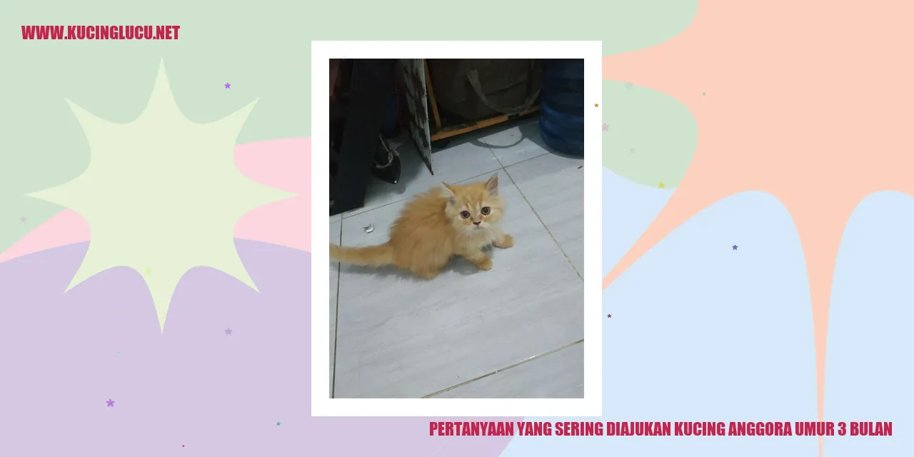 Gambar kucing anggora usia 3 bulan