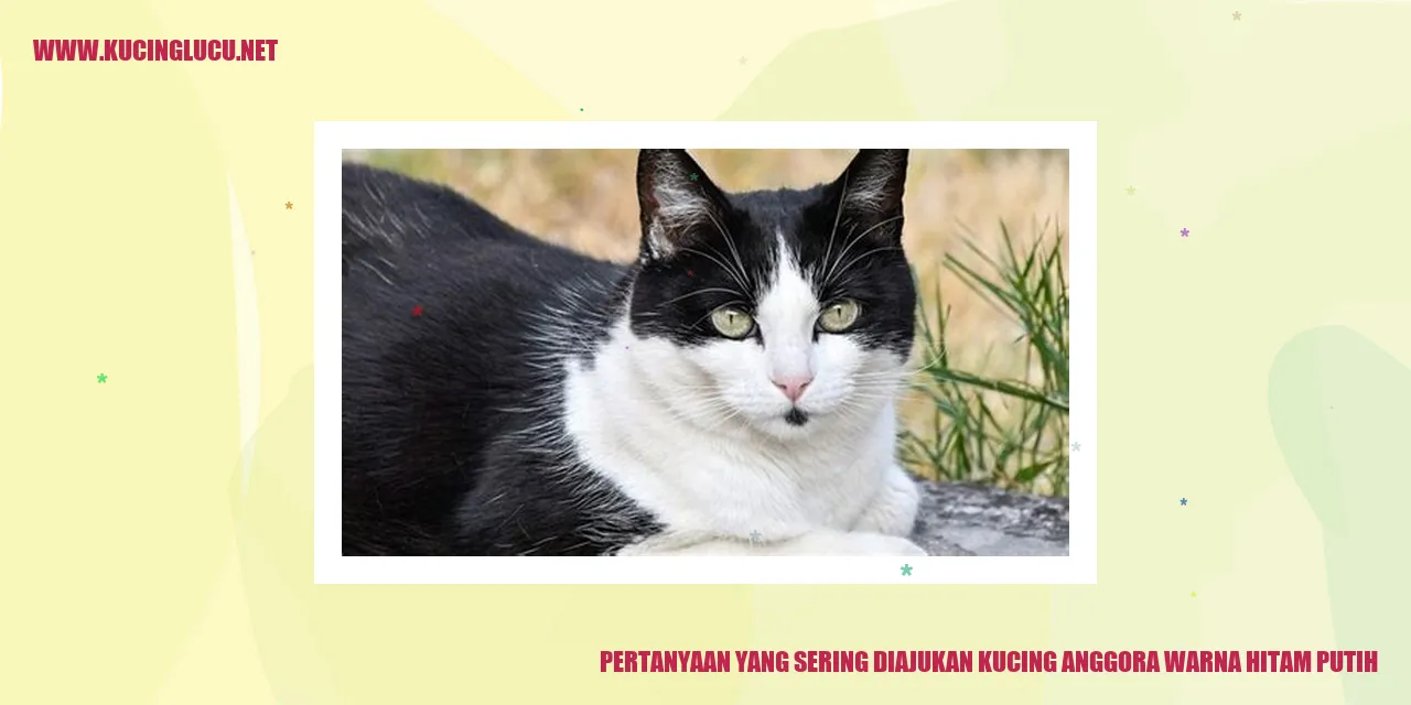 Kucing Anggora Warna Hitam Putih