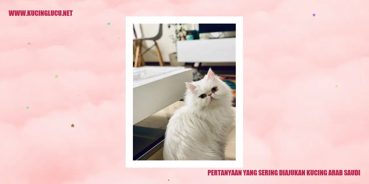 Kucing Arab Saudi