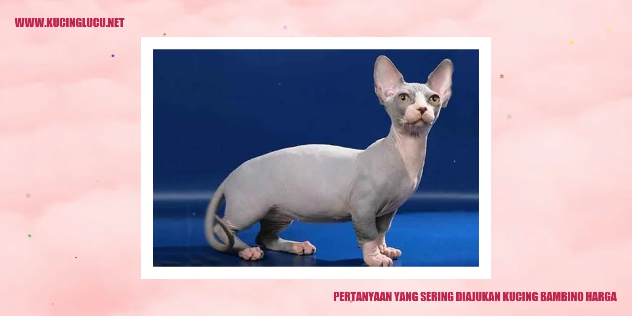 Kucing Bambino